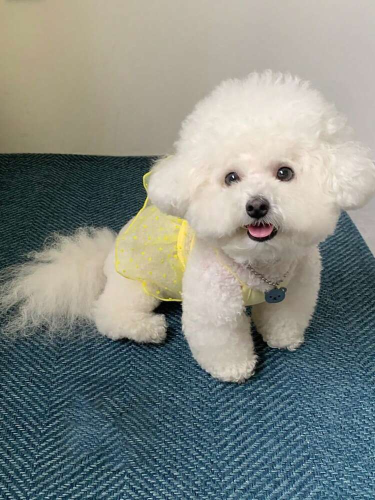 Breathable Mesh Skirt for Small Dogs and Cats – Lightweight Pet Tutu for Pomeranian, Bichon, Teddy, Yorkie, Schnauzer, and More