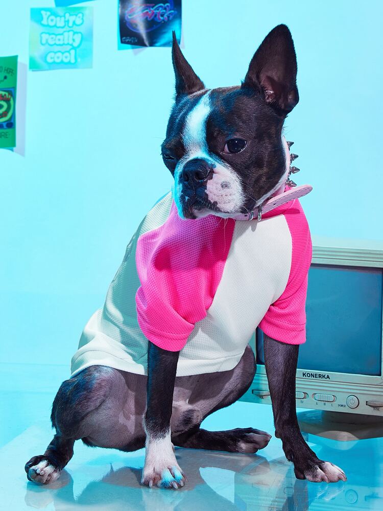 Car Print Pet T-Shirt – Lightweight Graphic Tee for Small Dogs and Cats, Casual and Comfortable Daily Wear
