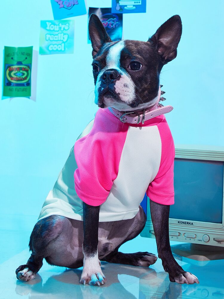 Car Print Pet T-Shirt – Lightweight Graphic Tee for Small Dogs and Cats, Casual and Comfortable Daily Wear