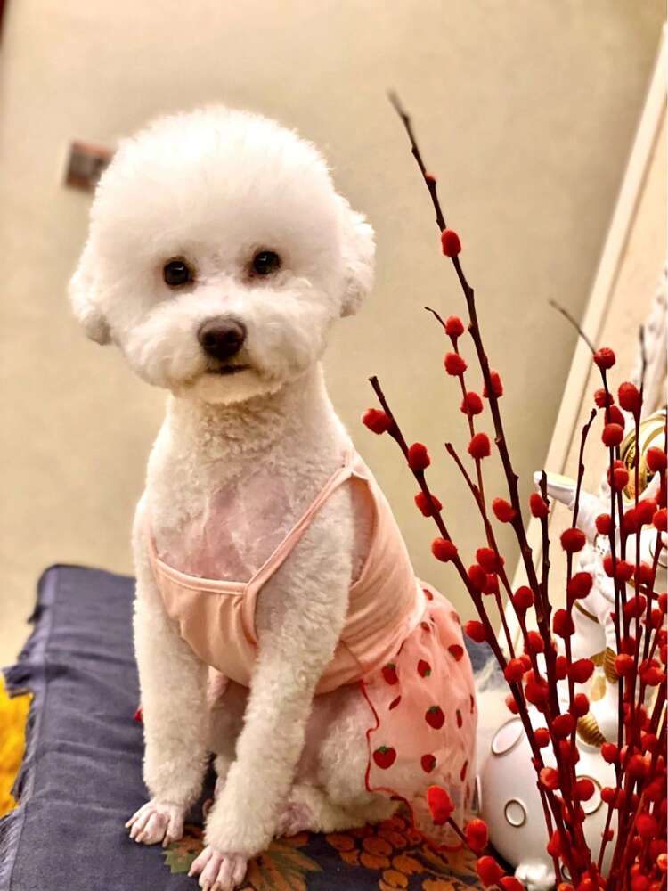 Happy Dog Print Pet T-Shirt Dress – Lightweight White or Light Pink Outfit for Small Dogs like Poodle, Bichon, Pomeranian, Yorkie